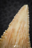 07244 - Nicely Serrated 1.55 Inch Palaeocarcharodon orientalis (Pygmy white Shark) Tooth