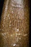 08295 - Great Collection of 3 Elasmosaur (Zarafasaura oceanis) Teeth