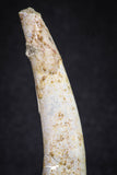 20121 - Nice 2.31 Inch Pterosaur (Coloborhynchus) Tooth Cretaceous KemKem