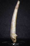 20121 - Nice 2.31 Inch Pterosaur (Coloborhynchus) Tooth Cretaceous KemKem