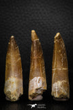 08295 - Great Collection of 3 Elasmosaur (Zarafasaura oceanis) Teeth