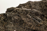 30389 - Top Rare Grasshopper Preserved in Brea - Pleistocene Tar Pits California
