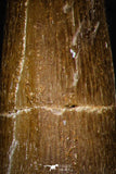 08295 - Great Collection of 3 Elasmosaur (Zarafasaura oceanis) Teeth