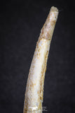 20121 - Nice 2.31 Inch Pterosaur (Coloborhynchus) Tooth Cretaceous KemKem