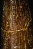 08295 - Great Collection of 3 Elasmosaur (Zarafasaura oceanis) Teeth