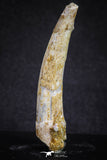 20121 - Nice 2.31 Inch Pterosaur (Coloborhynchus) Tooth Cretaceous KemKem