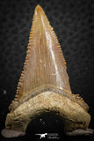 07245 - Nicely Serrated 1.70 Inch Palaeocarcharodon orientalis (Pygmy white Shark) Tooth