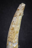 20121 - Nice 2.31 Inch Pterosaur (Coloborhynchus) Tooth Cretaceous KemKem