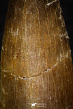 08295 - Great Collection of 3 Elasmosaur (Zarafasaura oceanis) Teeth
