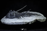 21203 - Top Rare 3.72 Inch Kayserops megaspina (Comura cometa) Middle Devonian