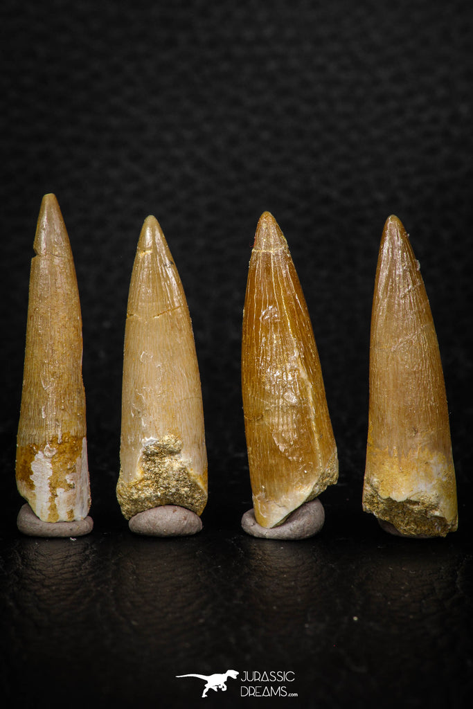 08296 - Great Collection of 4 Elasmosaur (Zarafasaura oceanis) Teeth