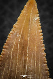07245 - Nicely Serrated 1.70 Inch Palaeocarcharodon orientalis (Pygmy white Shark) Tooth