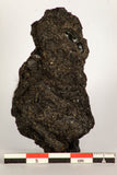30390 - Top Rare Beetle Preserved in Brea - Pleistocene Tar Pits California