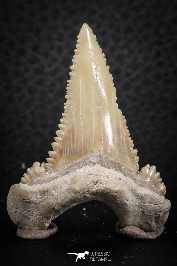 07246 - Strongly Serrated 1.77 Inch Palaeocarcharodon orientalis (Pygmy white Shark) Tooth