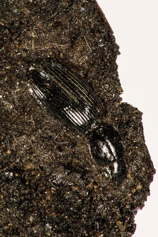 30390 - Top Rare Beetle Preserved in Brea - Pleistocene Tar Pits California