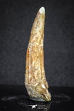 20122 - Nice 1.81 Inch Pterosaur (Coloborhynchus) Tooth Cretaceous KemKem