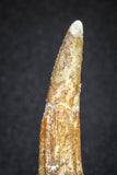 20122 - Nice 1.81 Inch Pterosaur (Coloborhynchus) Tooth Cretaceous KemKem