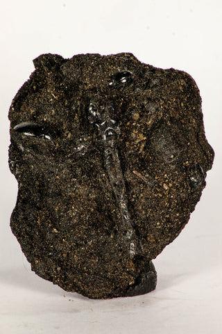 30391 - Top Rare Association 2 Beetles + Dragon-Fly Preserved in Brea - Pleistocene Tar Pits California