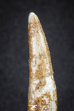 20122 - Nice 1.81 Inch Pterosaur (Coloborhynchus) Tooth Cretaceous KemKem