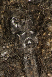 30391 - Top Rare Association 2 Beetles + Dragon-Fly Preserved in Brea - Pleistocene Tar Pits California