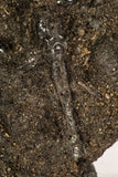 30391 - Top Rare Association 2 Beetles + Dragon-Fly Preserved in Brea - Pleistocene Tar Pits California