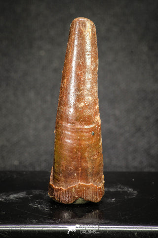 20123 - Nice 1.72 Inch Pterosaur (Coloborhynchus) Tooth Cretaceous KemKem