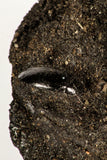 30391 - Top Rare Association 2 Beetles + Dragon-Fly Preserved in Brea - Pleistocene Tar Pits California