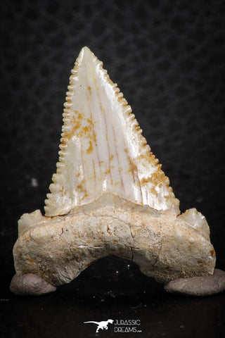 07247 - Nicely Serrated 1.34 Inch Palaeocarcharodon orientalis (Pygmy white Shark) Tooth