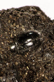 30391 - Top Rare Association 2 Beetles + Dragon-Fly Preserved in Brea - Pleistocene Tar Pits California