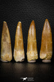 08297 - Great Collection of 4 Elasmosaur (Zarafasaura oceanis) Teeth