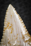 07247 - Nicely Serrated 1.34 Inch Palaeocarcharodon orientalis (Pygmy white Shark) Tooth