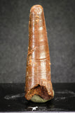 20123 - Nice 1.72 Inch Pterosaur (Coloborhynchus) Tooth Cretaceous KemKem