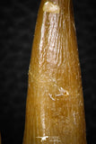 08297 - Great Collection of 4 Elasmosaur (Zarafasaura oceanis) Teeth