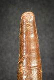 20123 - Nice 1.72 Inch Pterosaur (Coloborhynchus) Tooth Cretaceous KemKem