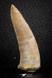 07248 - Beautiful 2.35 Inch Enchodus libycus Tooth Late Cretaceous