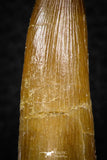 08297 - Great Collection of 4 Elasmosaur (Zarafasaura oceanis) Teeth