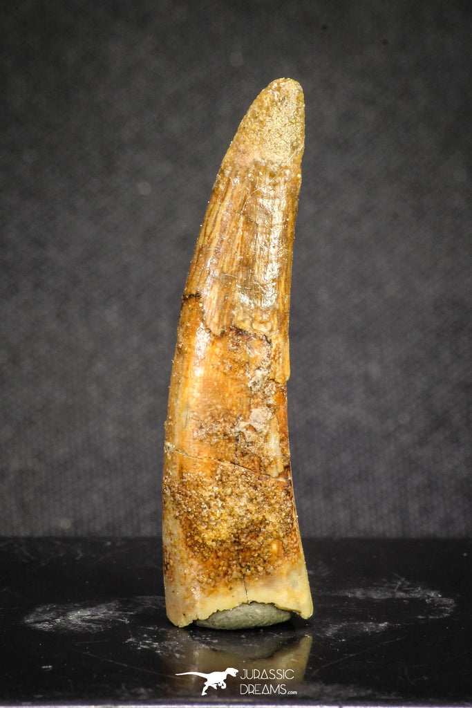 20124 - Nice 1.66 Inch Pterosaur (Coloborhynchus) Tooth Cretaceous KemKem