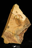 30392 - Top Rare 0.46 Inch Alokistocare piochensis Middle Cambrian Trilobite - USA