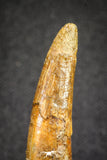 20124 - Nice 1.66 Inch Pterosaur (Coloborhynchus) Tooth Cretaceous KemKem