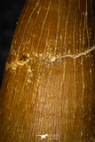 08297 - Great Collection of 4 Elasmosaur (Zarafasaura oceanis) Teeth