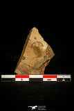 30392 - Top Rare 0.46 Inch Alokistocare piochensis Middle Cambrian Trilobite - USA