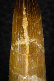 08297 - Great Collection of 4 Elasmosaur (Zarafasaura oceanis) Teeth