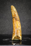 20124 - Nice 1.66 Inch Pterosaur (Coloborhynchus) Tooth Cretaceous KemKem