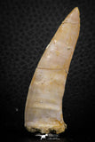 07248 - Beautiful 2.35 Inch Enchodus libycus Tooth Late Cretaceous