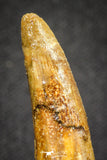 20124 - Nice 1.66 Inch Pterosaur (Coloborhynchus) Tooth Cretaceous KemKem