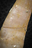 07249 - Great 1.72 Inch Enchodus libycus Tooth Late Cretaceous