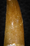 08297 - Great Collection of 4 Elasmosaur (Zarafasaura oceanis) Teeth