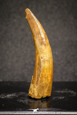 20125 - Nice 1.53 Inch Pterosaur (Coloborhynchus) Tooth Cretaceous KemKem