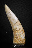 07250 - Nice 1.58 Inch Enchodus libycus Tooth Late Cretaceous