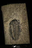 30393 - Rare 0.80 Inch Bathynotus kueichouensis Early Cambrian Trilobite - China